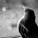 Immagine1