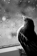 Immagine1