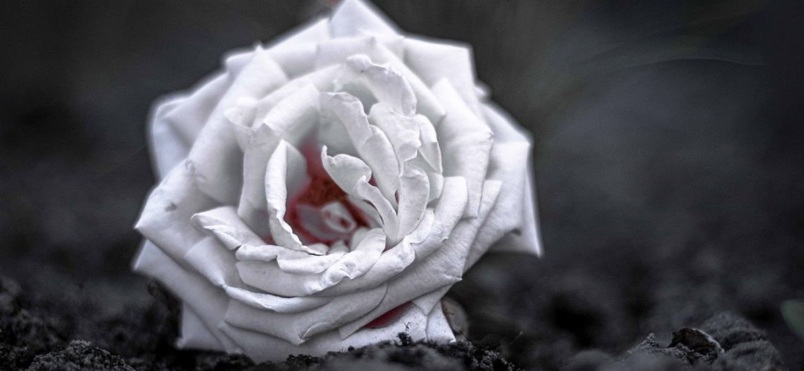 rose-4333693_1280