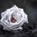 rose-4333693_1280