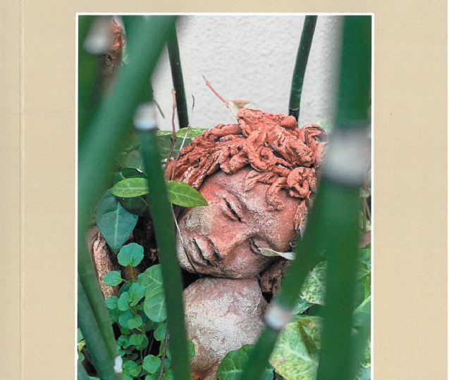 le ciliegie camilliane